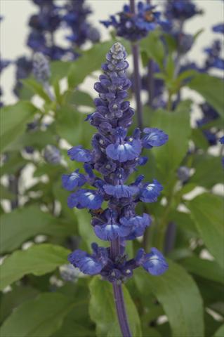 photo of flower to be used as: Pot, bedding, patio Salvia farinacea Sallyfun Blue