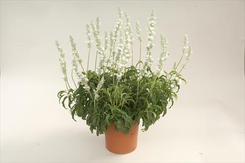 photo of flower to be used as: Pot, bedding, patio Salvia farinacea Sallyfun White