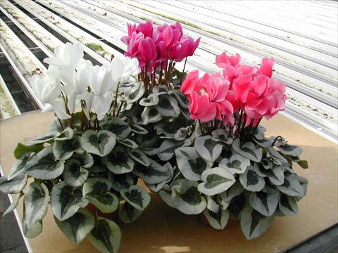photo of flower to be used as: Pot and bedding Cyclamen persicum mini Winter Ice White