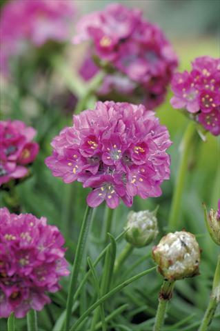 photo of flower to be used as: Bedding / border plant Armeria maritima Morning Star