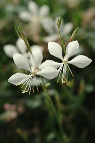 photo of flower to be used as: Bedding / border plant Gaura lindheimeri Ballerina Compact White
