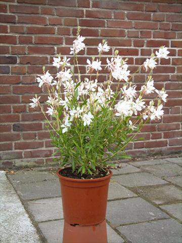 photo of flower to be used as: Bedding / border plant Gaura lindheimeri Ballerina White Dove