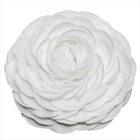 photo of flower to be used as: Cutflower Ranunculus asiaticus Elegance® Bianco 01-04