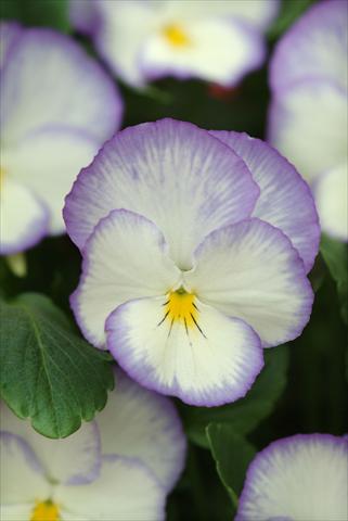 photo of flower to be used as: Bedding / border plant Viola cornuta Blue Moon