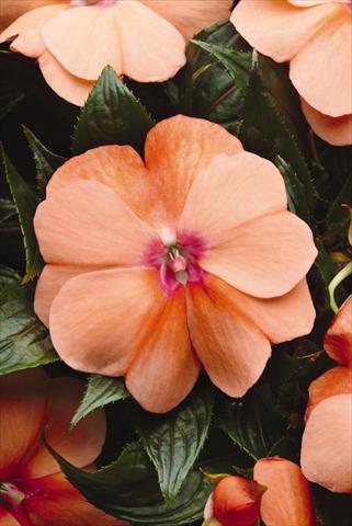 photo of flower to be used as: Pot, bedding, patio, basket Impatiens N. Guinea Celebration Apricot