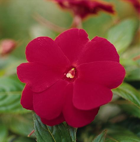 photo of flower to be used as: Pot, bedding, patio, basket Impatiens N. Guinea Celebration Cherry Red