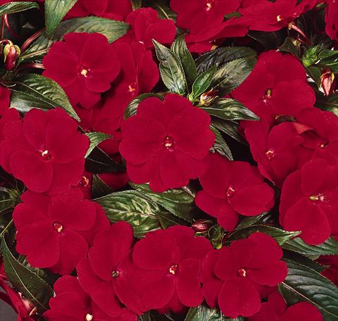 photo of flower to be used as: Pot, bedding, patio, basket Impatiens N. Guinea Celebration Deep Red