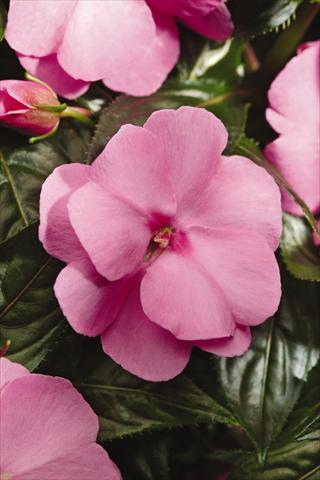 photo of flower to be used as: Pot, bedding, patio, basket Impatiens N. Guinea Celebration Pink Imp
