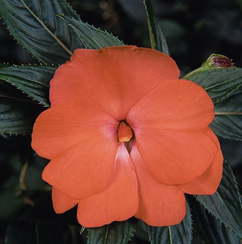 photo of flower to be used as: Pot, bedding, patio, basket Impatiens N. Guinea Celebration Tropical Peach