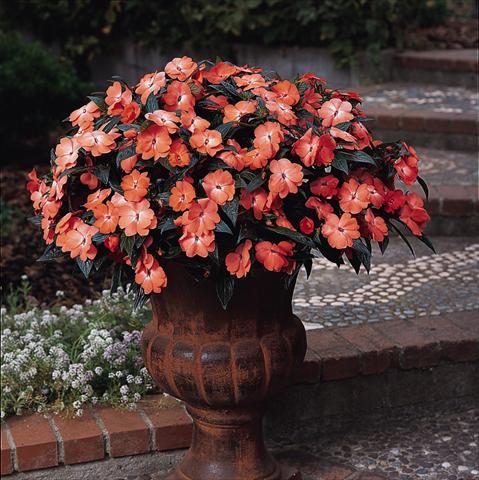 photo of flower to be used as: Pot, bedding, patio, basket Impatiens N. Guinea Celebration Tropical Peach