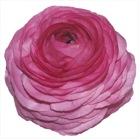 photo of flower to be used as: Pot and bedding Ranunculus asiaticus Elegance® Ciclamino 25-00