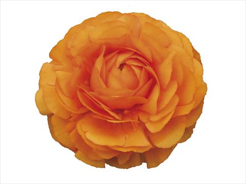 photo of flower to be used as: Cutflower Ranunculus asiaticus Elegance® Clementine 72-02