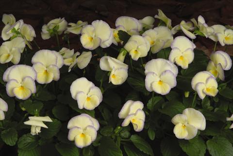 photo of flower to be used as: Pot, bedding, patio, basket Viola hybrida Etain