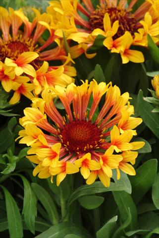 photo of flower to be used as: Bedding / border plant Gaillardia Fanfare