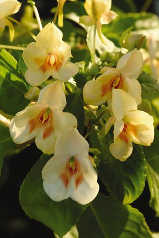 photo of flower to be used as: Pot, bedding, patio, basket Impatiens exotic Fusion Glow