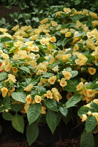 photo of flower to be used as: Pot, bedding, patio, basket Impatiens exotic Fusion Glow Improved