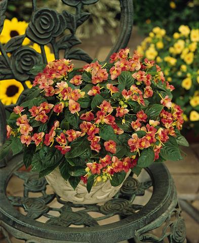 photo of flower to be used as: Pot, bedding, patio, basket Impatiens exotic Fusion Heat
