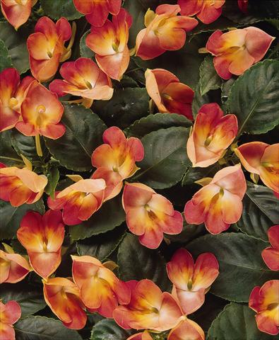 photo of flower to be used as: Pot, bedding, patio, basket Impatiens exotic Fusion Infrared Exotic Impatiens