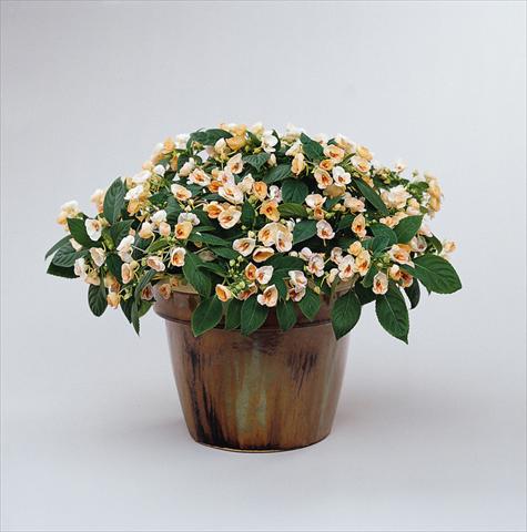 photo of flower to be used as: Pot, bedding, patio, basket Impatiens exotic Fusion Radiance