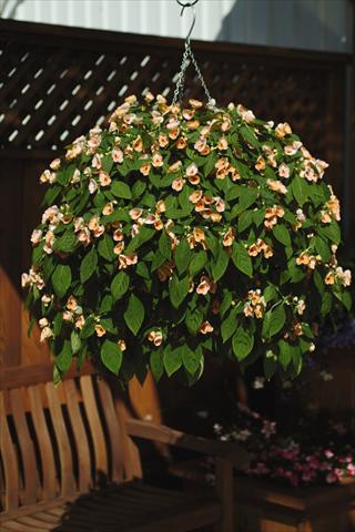 photo of flower to be used as: Pot, bedding, patio, basket Impatiens exotic Fusion Sunset