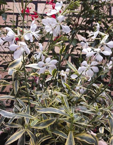 photo of flower to be used as: Bedding / border plant Gaura lindheimeri Corries Gold