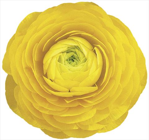 photo of flower to be used as: Cutflower Ranunculus asiaticus Elegance® Giallo 99-1