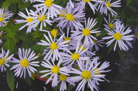 photo of flower to be used as: Bedding / border plant Boltonia asteroides var. latisquama Jim Crockett