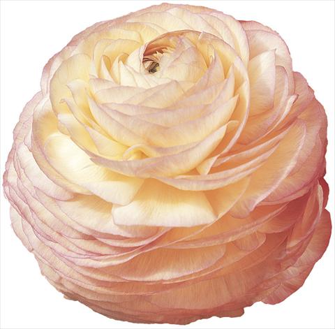 photo of flower to be used as: Cutflower Ranunculus asiaticus Success® Lulù