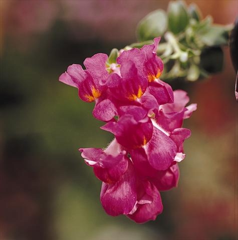 photo of flower to be used as: Basket / Pot Antirrhinum majus Luminaire Deep Purple