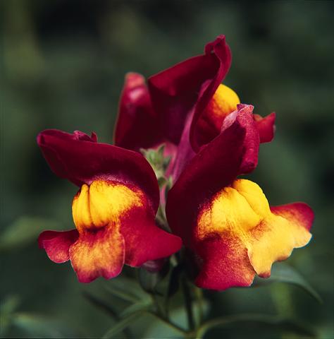 photo of flower to be used as: Basket / Pot Antirrhinum majus Luminaire Harvest Red
