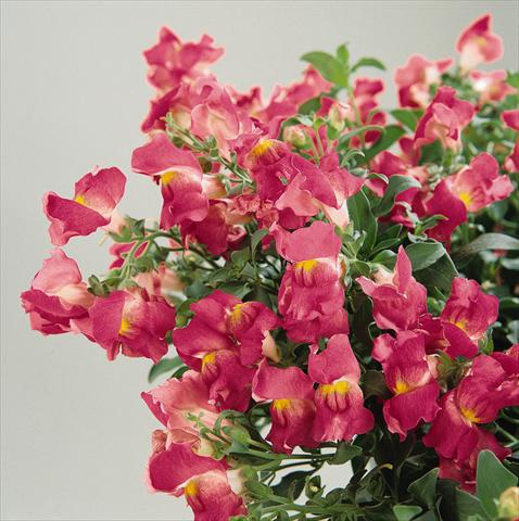 photo of flower to be used as: Basket / Pot Antirrhinum majus Luminaire Hot Pink