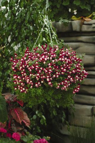 photo of flower to be used as: Basket / Pot Antirrhinum majus Luminaire Sugarplum