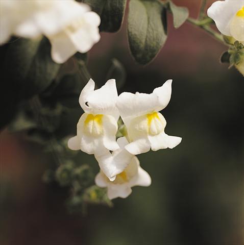 photo of flower to be used as: Basket / Pot Antirrhinum majus Luminaire White