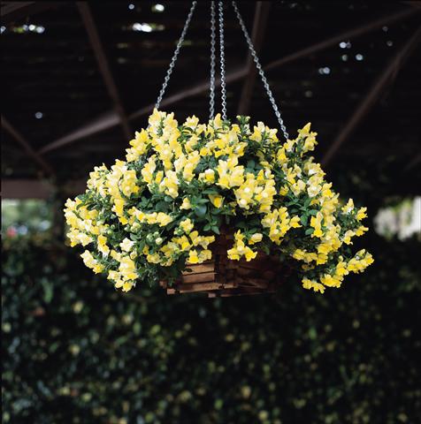 photo of flower to be used as: Basket / Pot Antirrhinum majus Luminaire Yellow