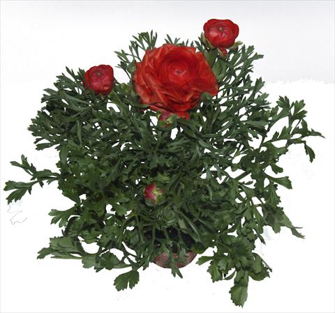 photo of flower to be used as: Pot, bedding, patio Ranunculus asiaticus Millepetali® Rosso