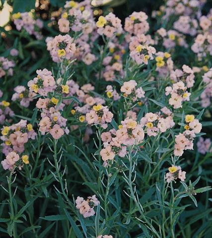 photo of flower to be used as: Bedding / border plant Erysimum Pastel Patchwork