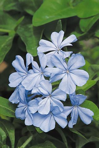 photo of flower to be used as: Bedding / border plant Plumbago auriculata Escapade Blue