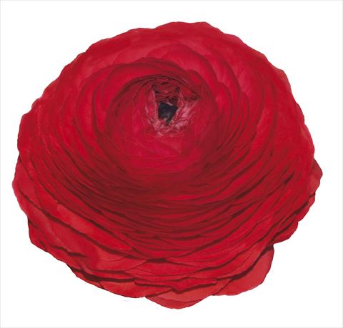 photo of flower to be used as: Cutflower Ranunculus asiaticus Elegance® Rosso 99-5