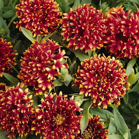 photo of flower to be used as: Bedding, basket Gaillardia Torch Red Ember