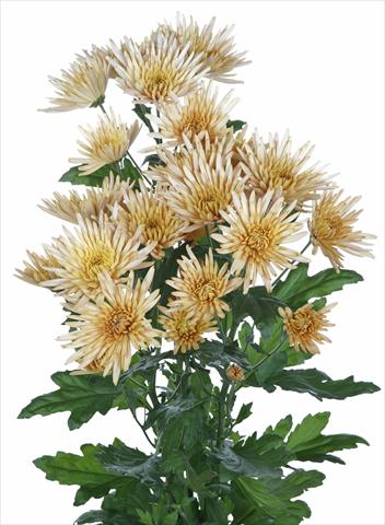 photo of flower to be used as: Cutflower Chrysanthemum Anastasia Bronze