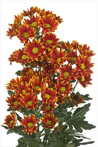 photo of flower to be used as: Cutflower Chrysanthemum Kastelli