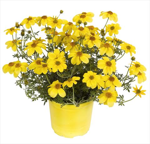 photo of flower to be used as: Pot, bedding, patio, basket Bidens ferulifolia Bidy Gonzales