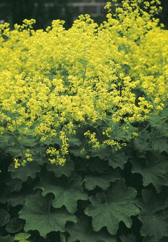 photo of flower to be used as: Bedding / border plant Alchemilla mollis Select
