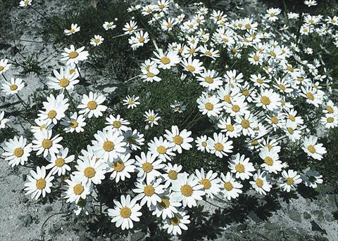 photo of flower to be used as: Bedding / border plant Anthemis carpatica Karpatenschnee (Snowcarpet)