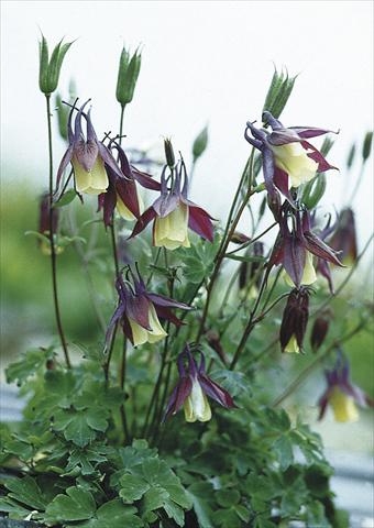 photo of flower to be used as: Bedding / border plant Aquilegia buergeriana Calimero