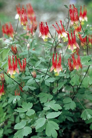 photo of flower to be used as: Pot and bedding Aquilegia canadiensis Little Lanterns