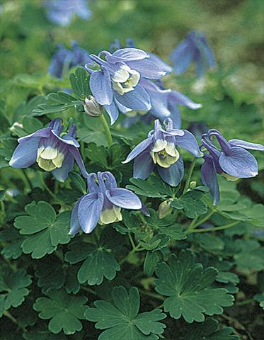 photo of flower to be used as: Pot and bedding Aquilegia flabellata var. pumila Selection