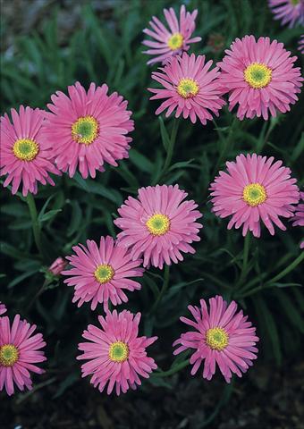 photo of flower to be used as: Bedding / border plant Aster alpinus Pinkie 