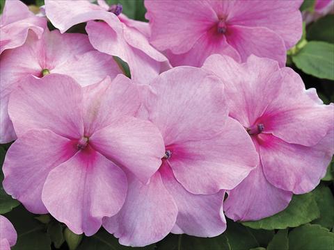 photo of flower to be used as: Pot, bedding, patio Impatiens walleriana Accent Pink Imp