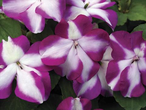 photo of flower to be used as: Pot, bedding, patio Impatiens walleriana Accent Violet Star Imp